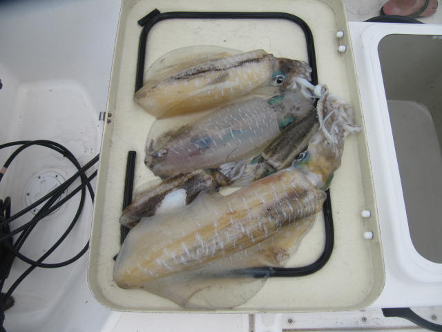 アオリ
