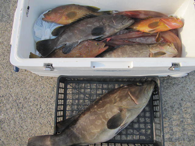 根魚